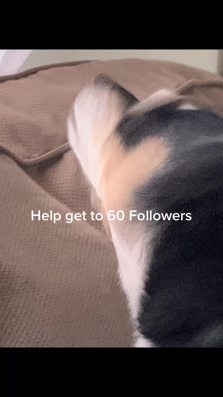 @DOGMasterHarley