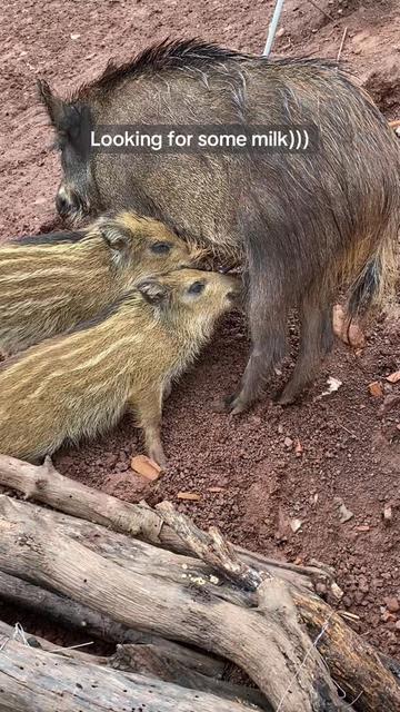 @Cute Boars