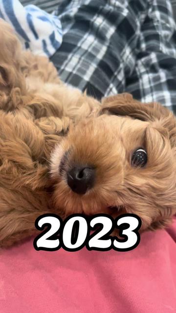 @Nood the Dood