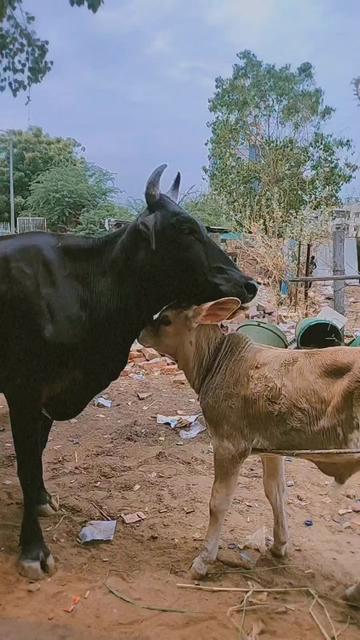 @Mitesh56