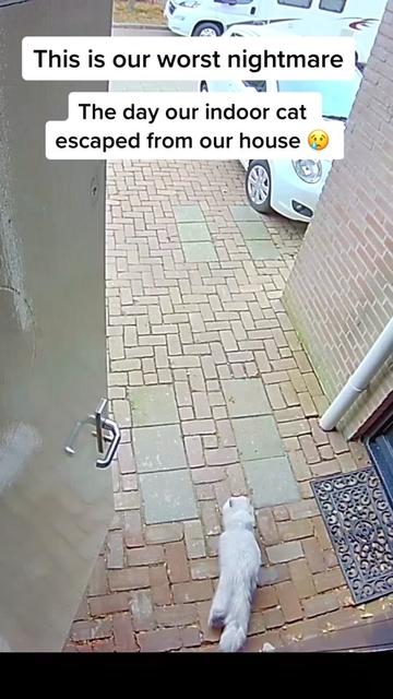 @Dutchkittycat