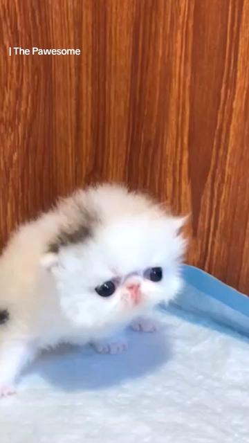 @The Pawesome Cattery