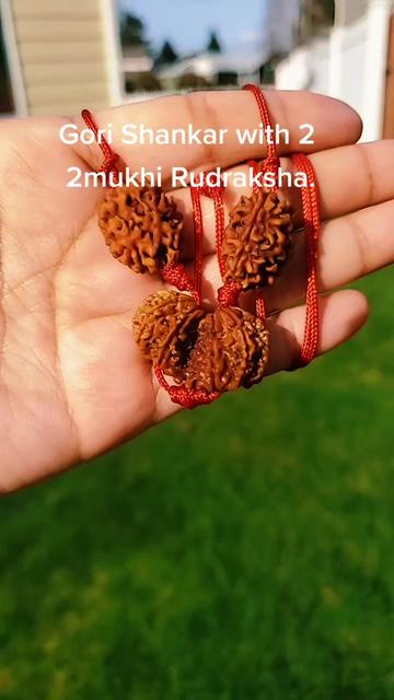@nepal rudraksha