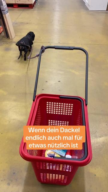 @SausagedogMaja