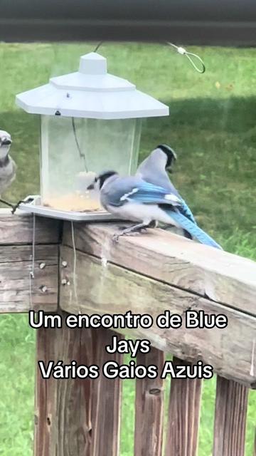 @Fernando