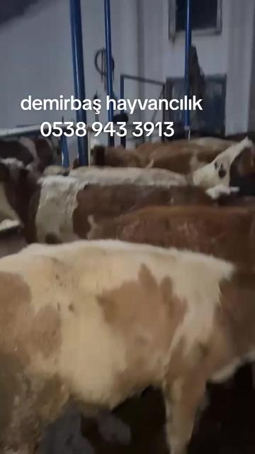@tekin75aras2