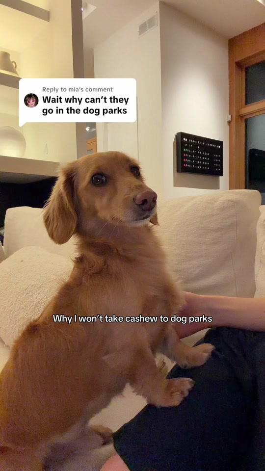 @cashewdachshund