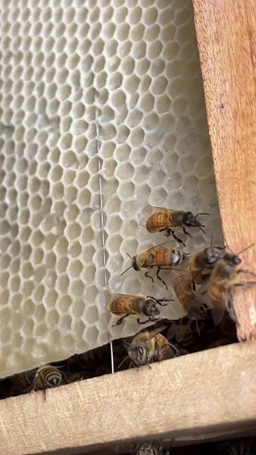 @maduclb🍯