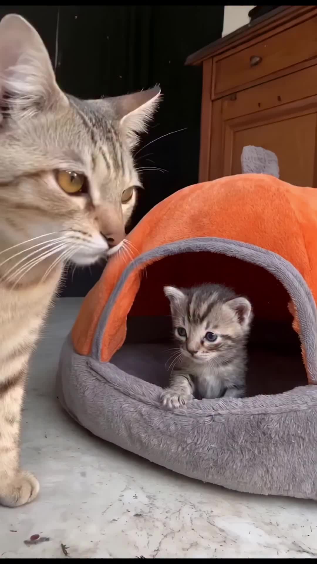 @middlepets