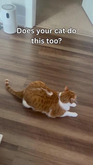 @One and a Half Orange Cats