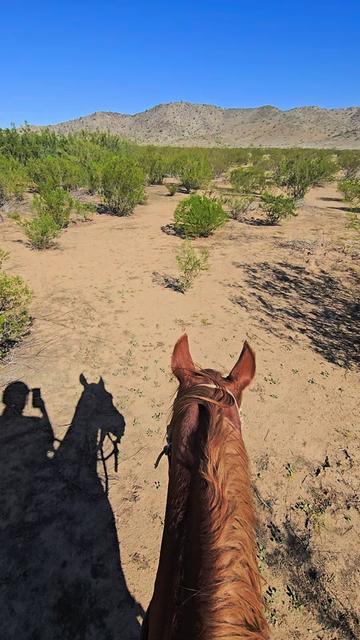 @🐎🐴picture perfect🐴🐎
