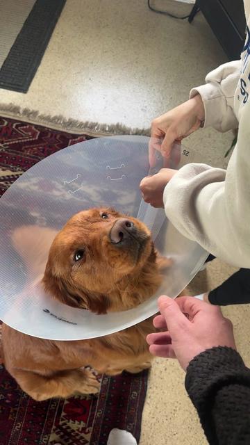 @Rooster The Red Retriever
