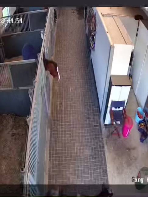 @Horses TikTok