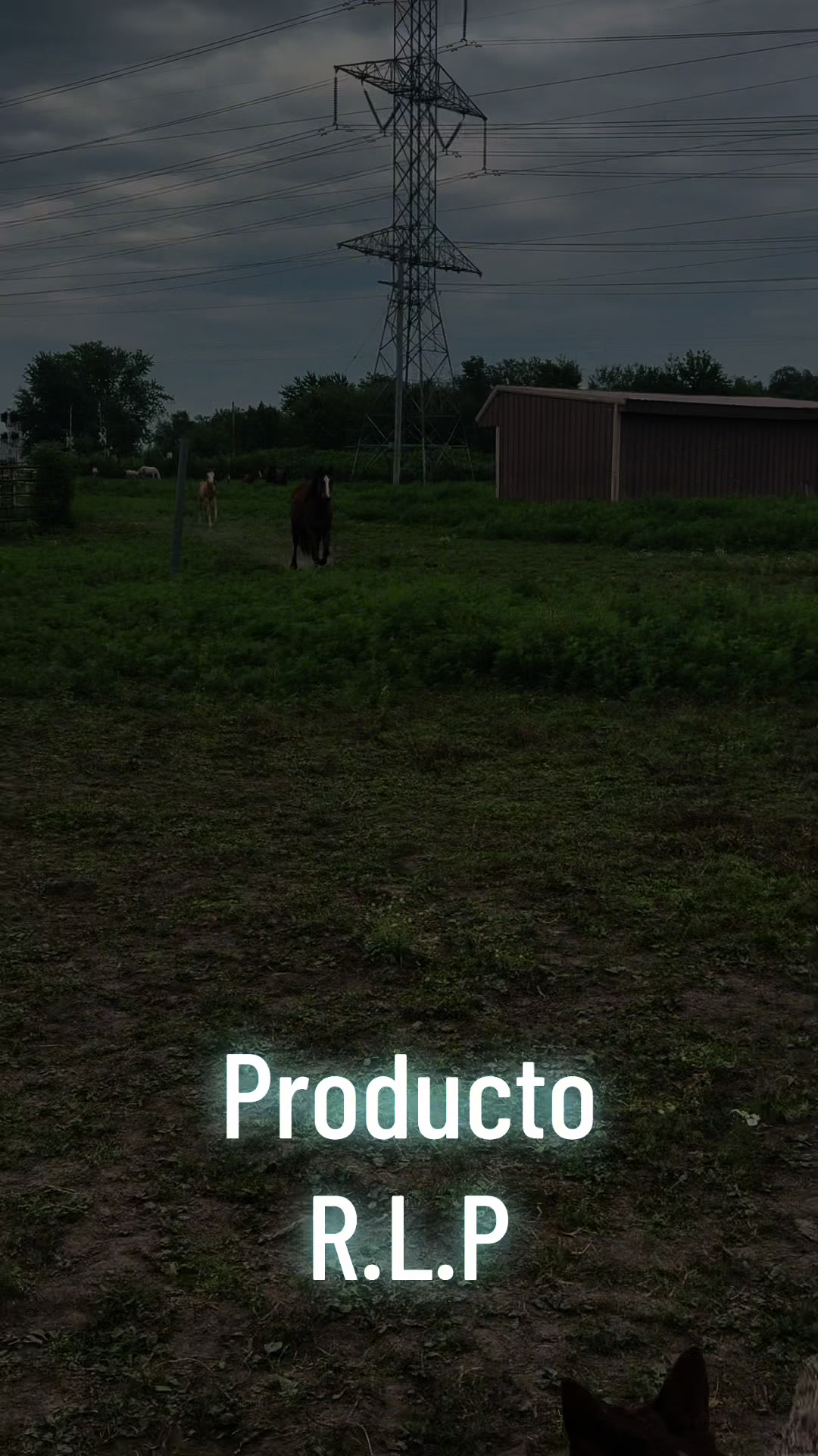@R.L.P Quarter Horses