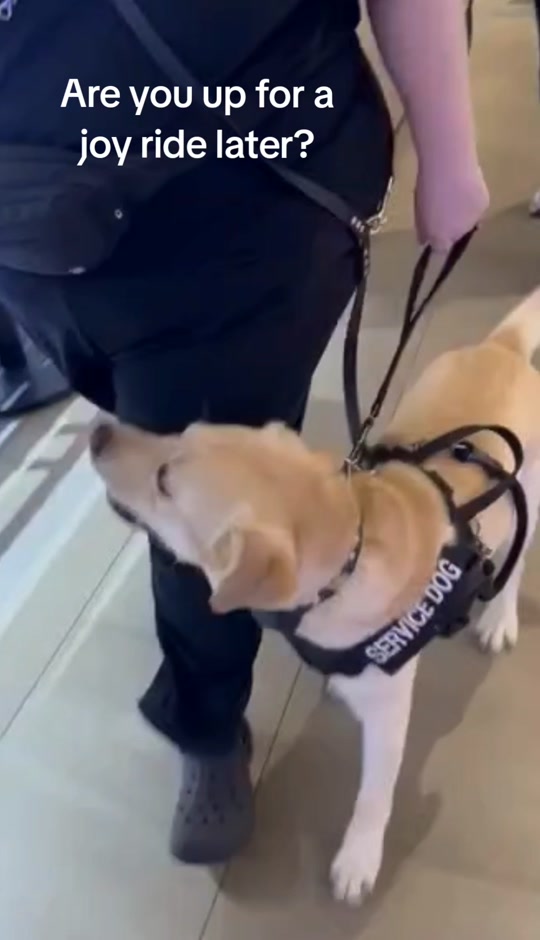 @Service Pup Milo