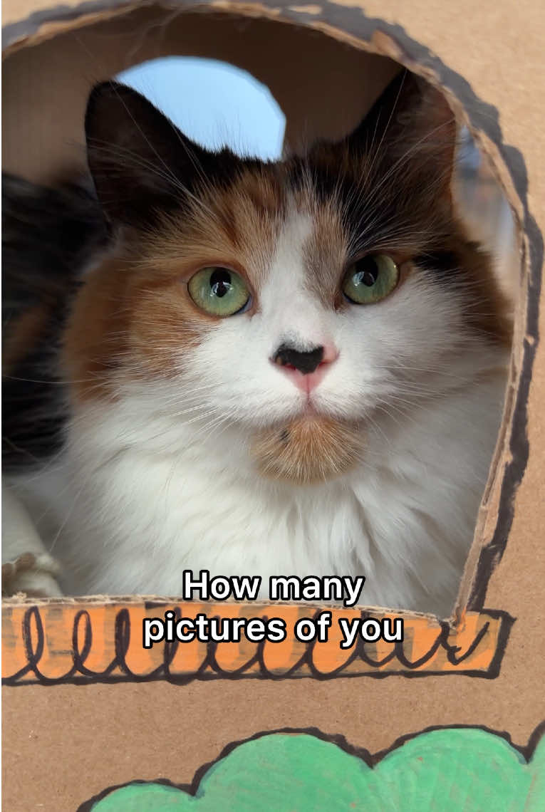 @The Oreo Cat