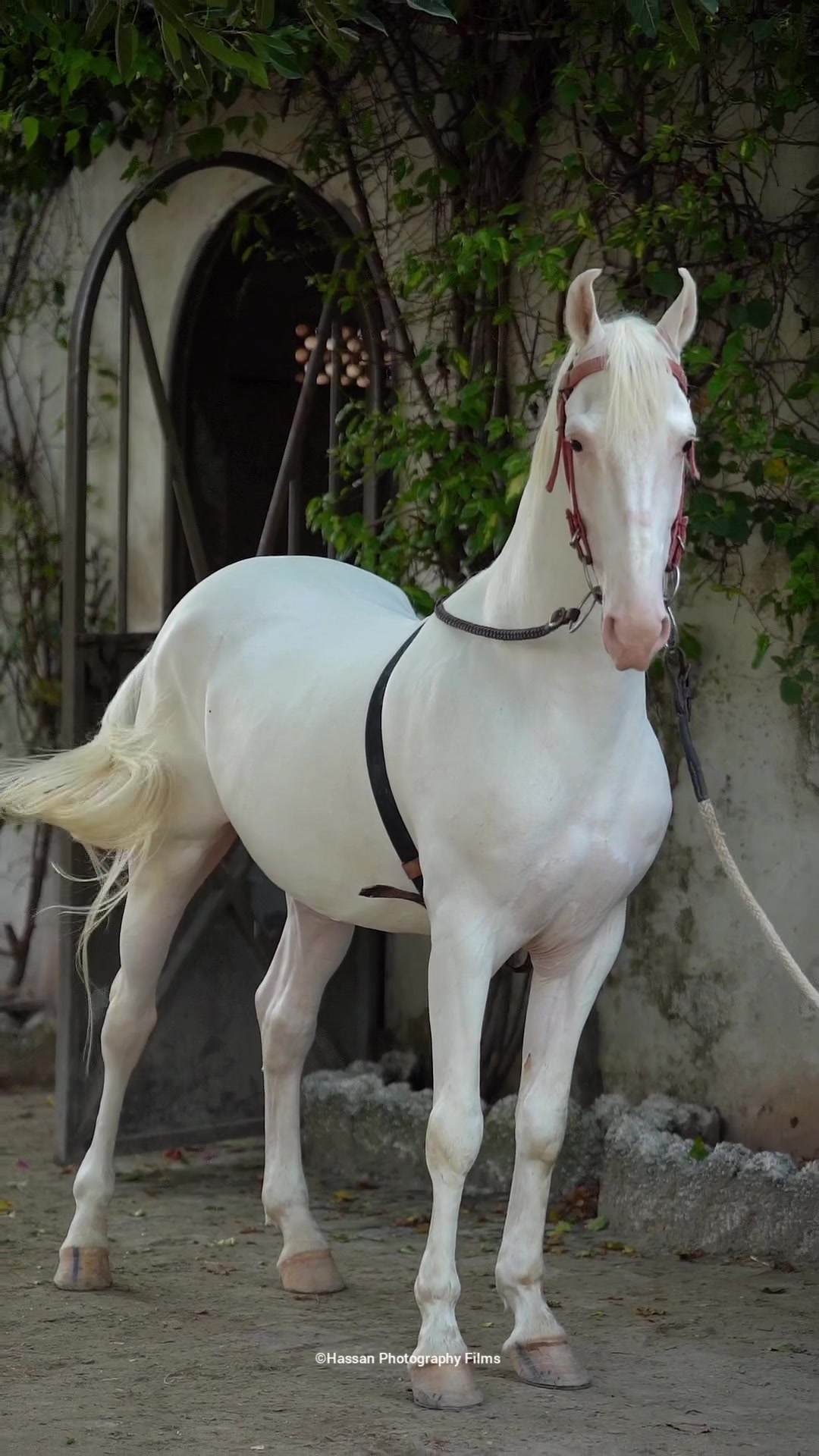 @SUNRISE STUD FARMS RAWALPINDI