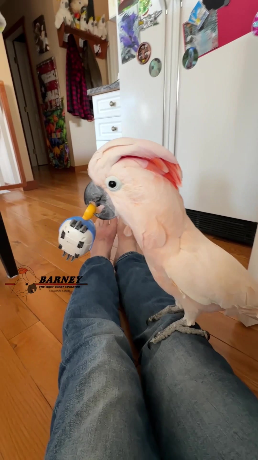 @Barney the West Coast Cockatoo