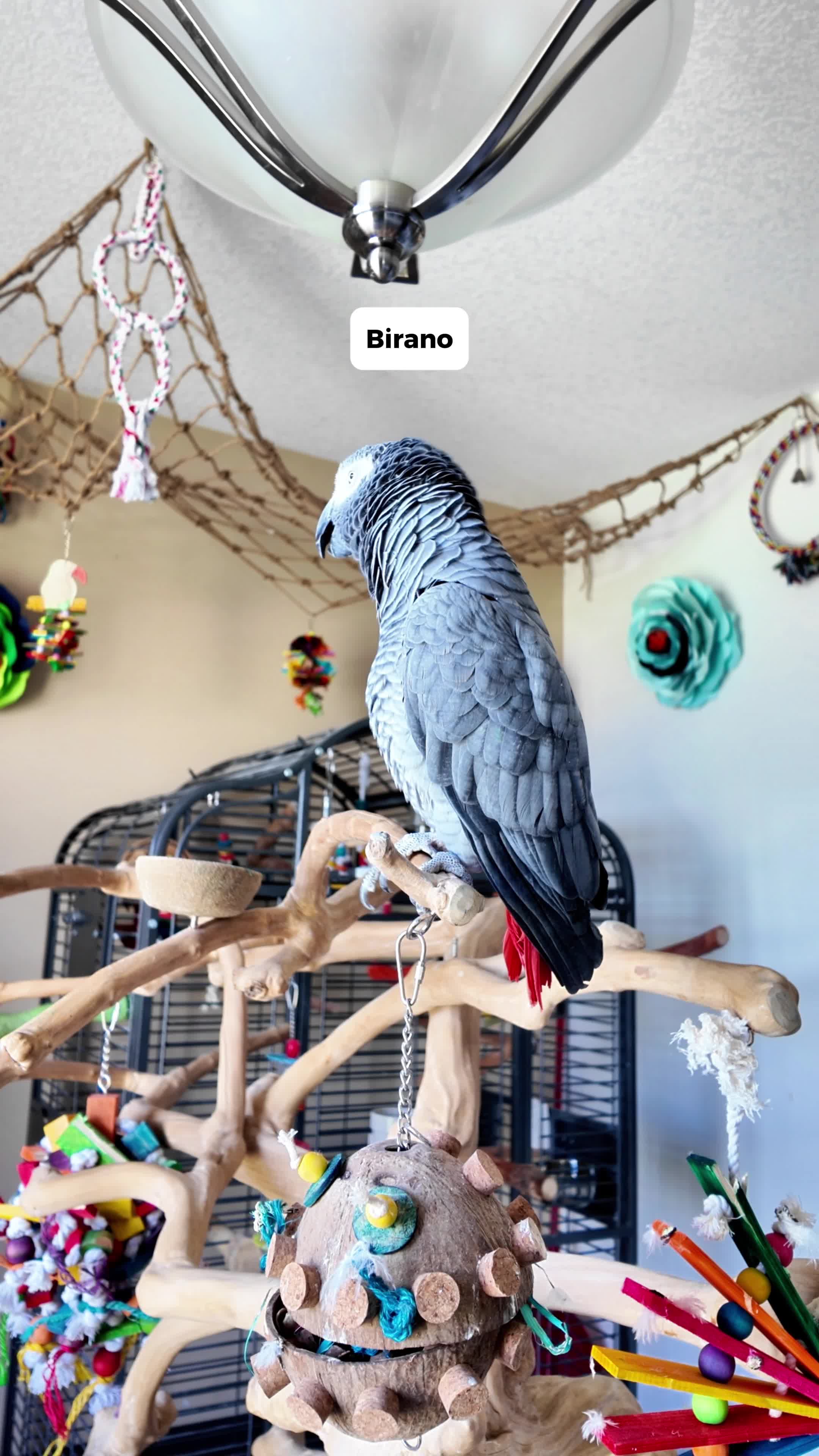 @Gizmo The Grey Bird