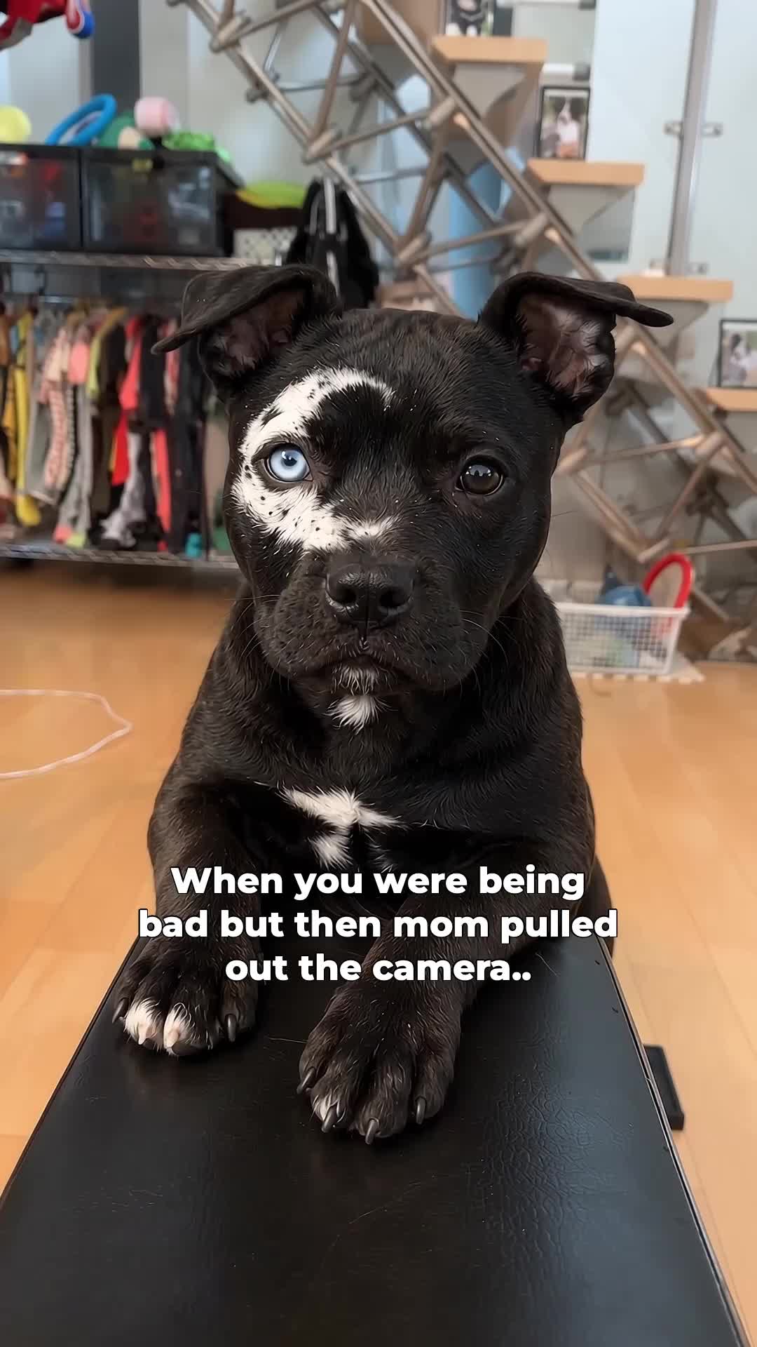 @moonfetches
