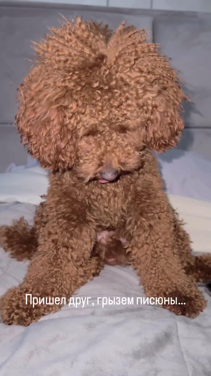 @Наталья Пудель 🐩