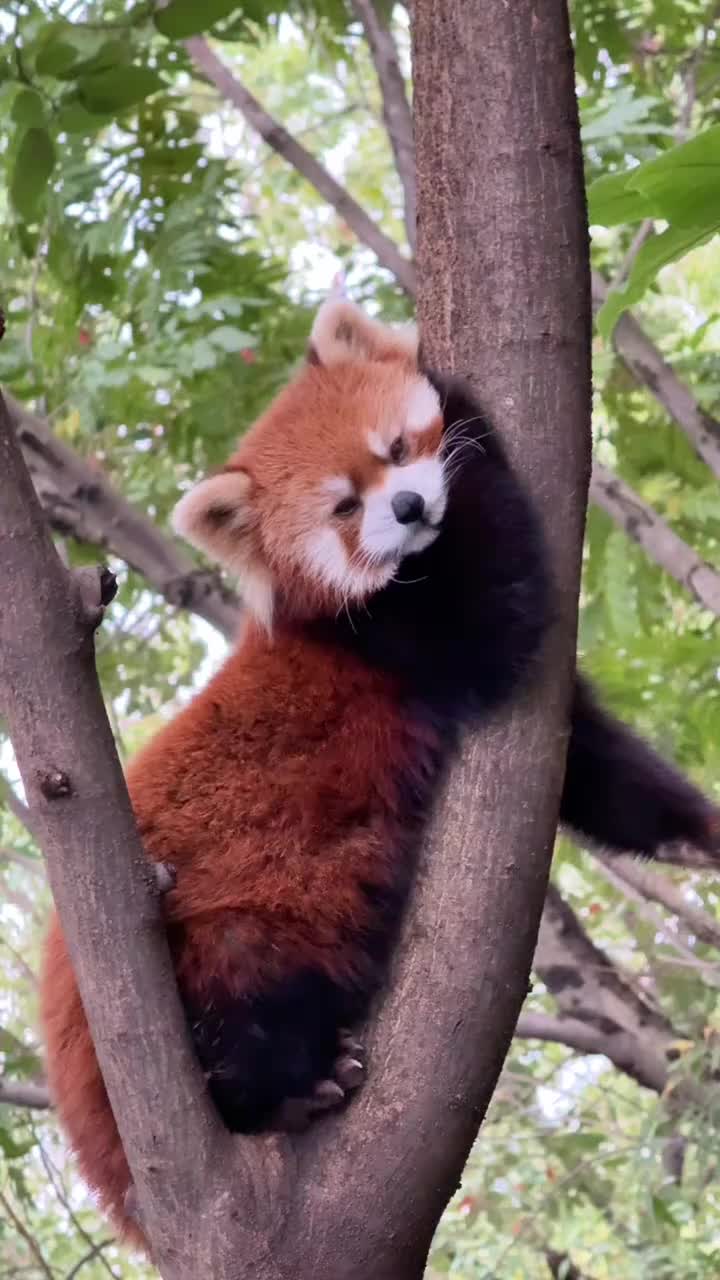 @Krezhi Panda 90