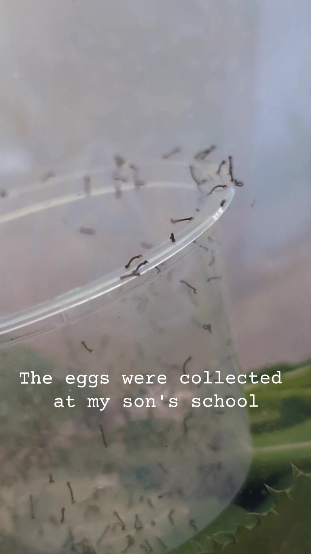 @Mrs Palindrome