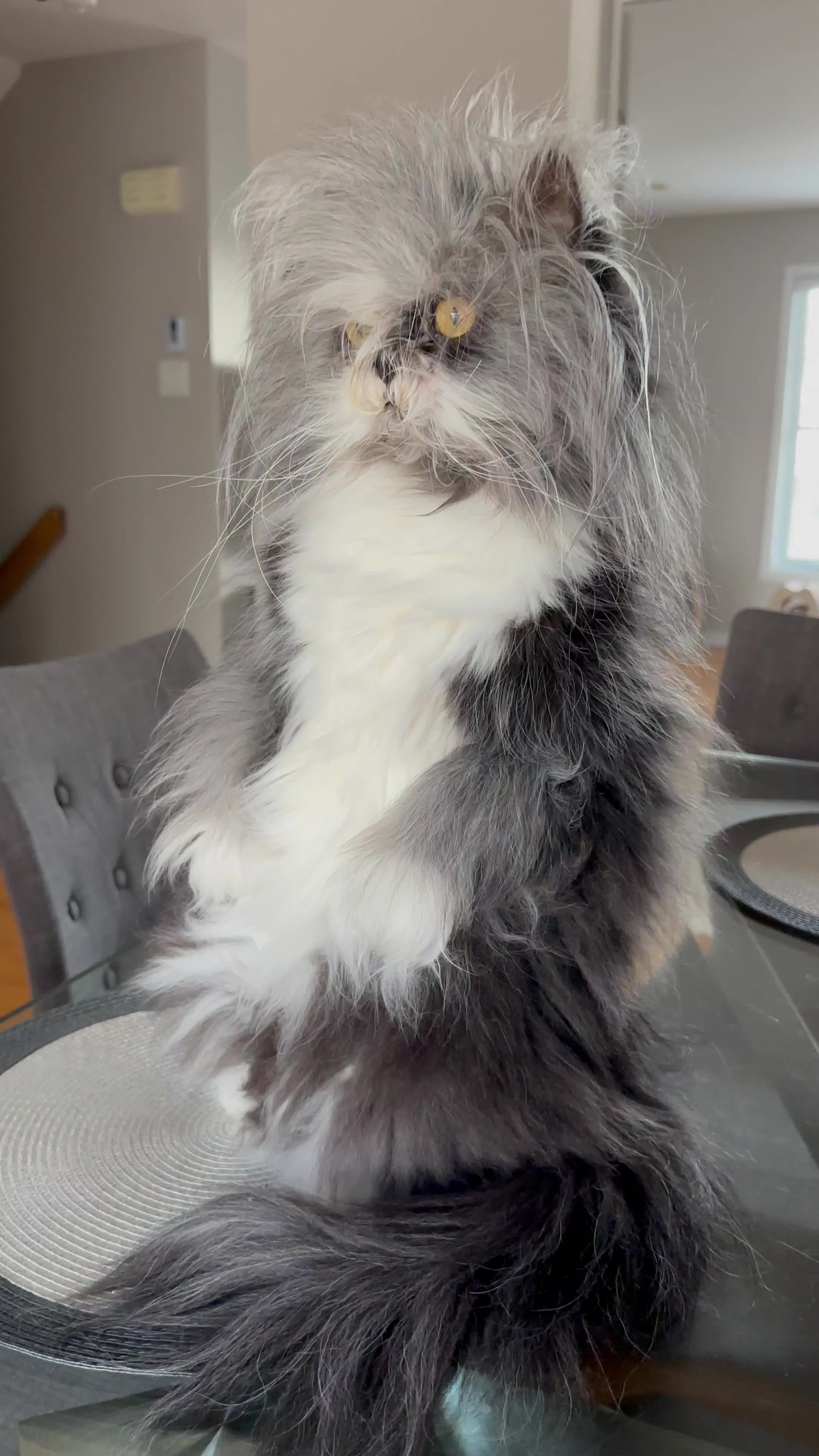 @atchoumthecat