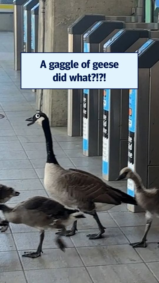 @TransLink