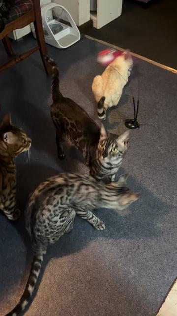 @TiggerthebrownBengal🇦🇺