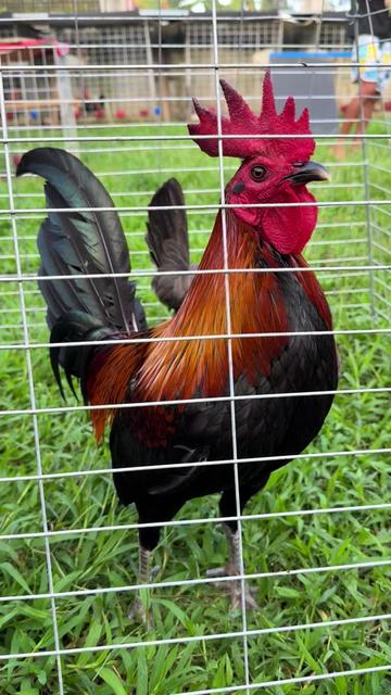 @LA GAME FARM