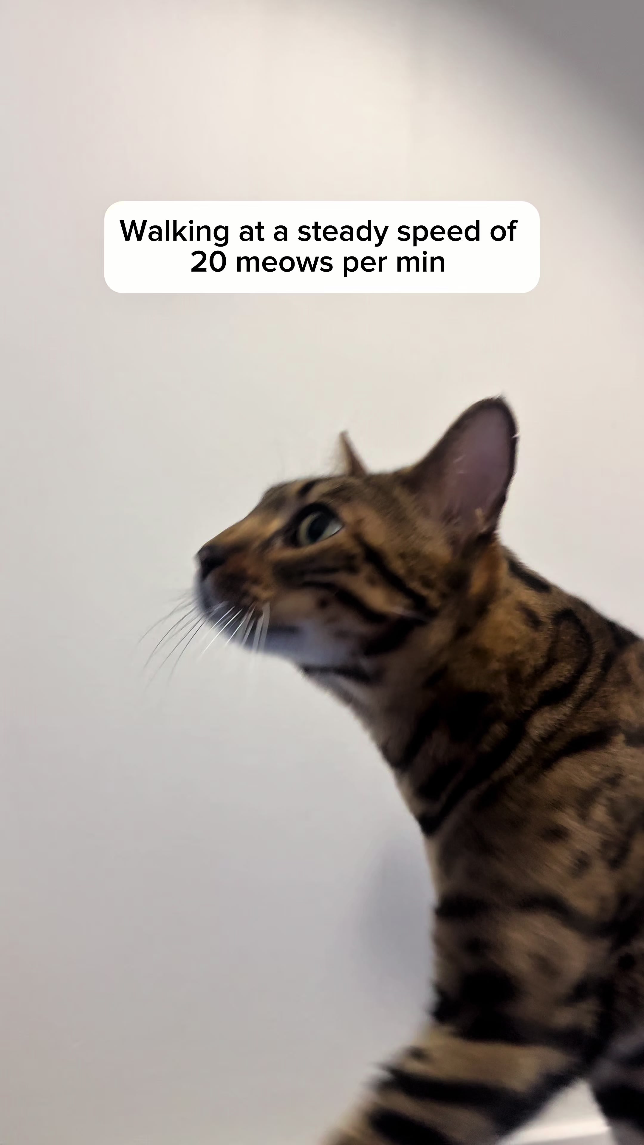 @Three Nawty Cats