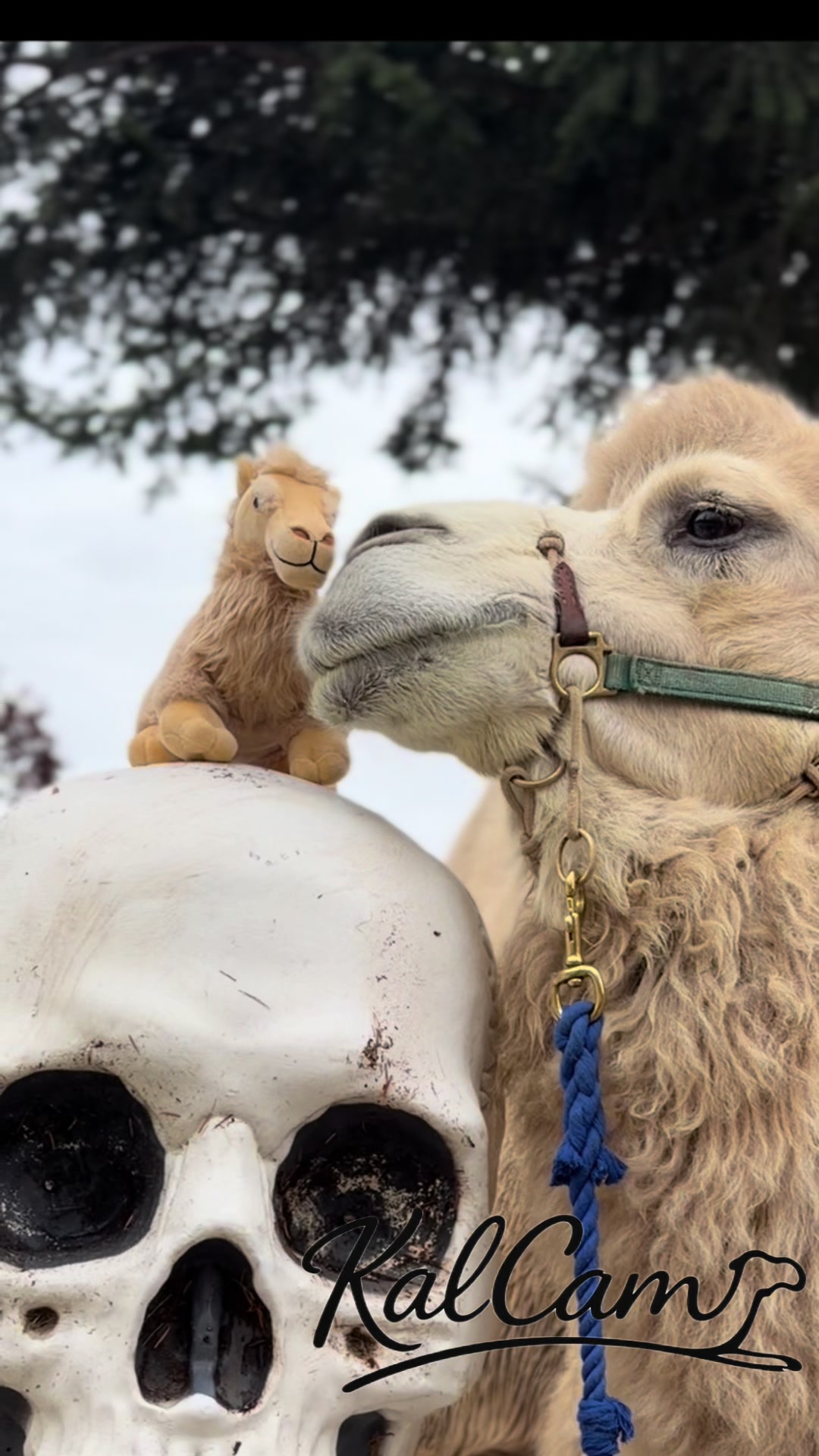 @MayhemTheCamel