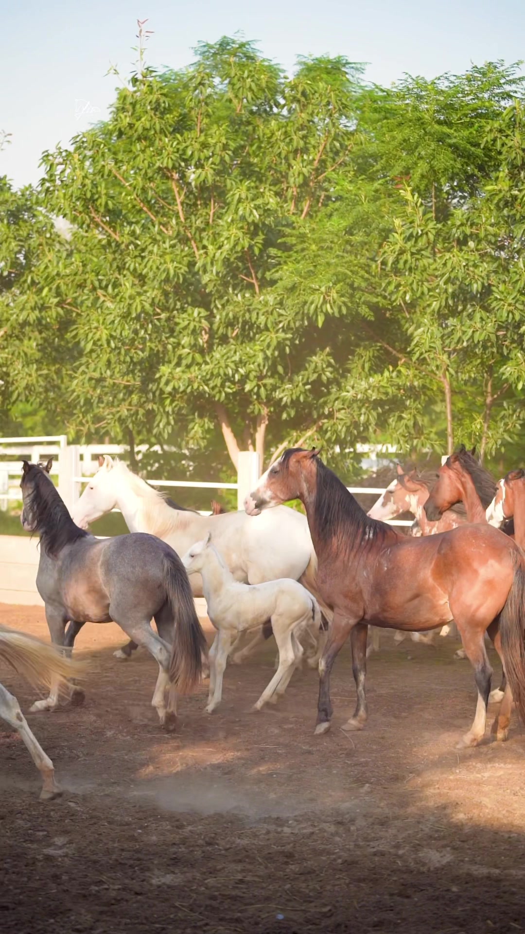 @☀️SUNRISE 🐎FARMS Rawalpindi