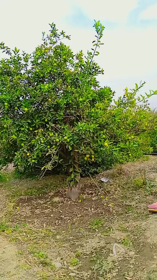 @muhaibkhan9696