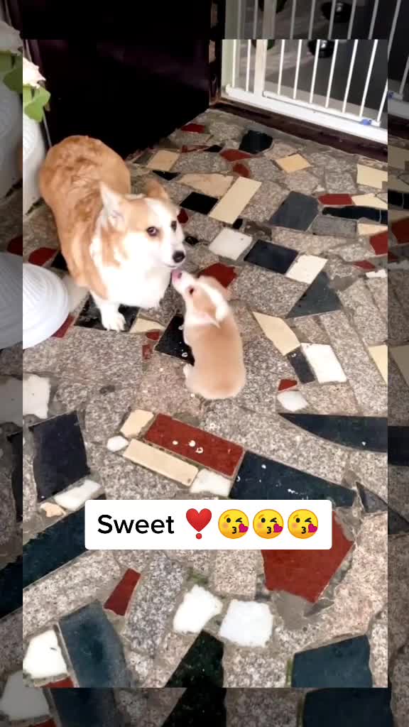 @kittenspets