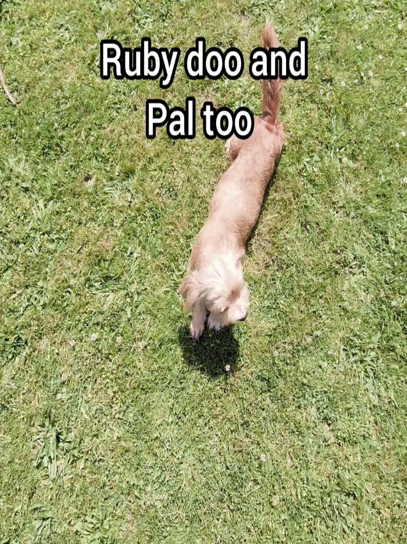 @BuddyandMikes Pal