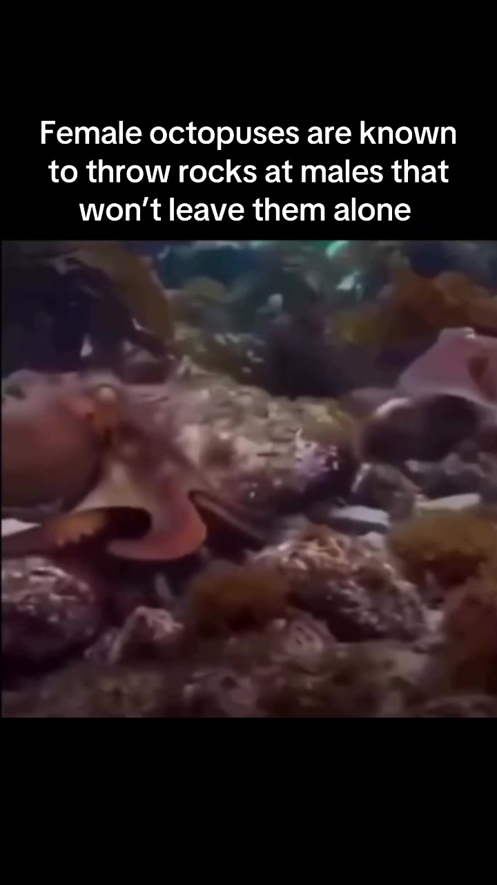 @SpaceXplorer