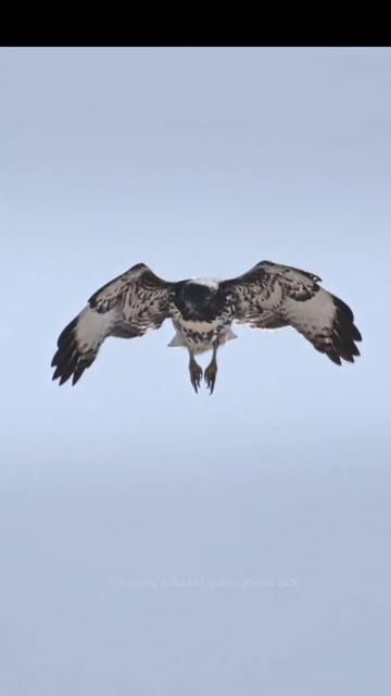 @auraful_animals