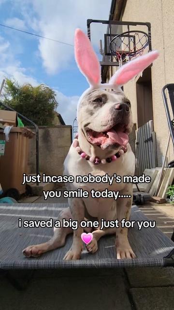 @kirsty+starlight the xl bully