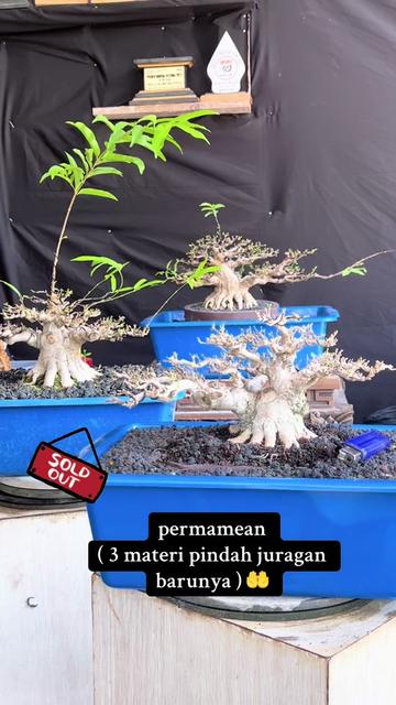 @warbonsai_purwodadi