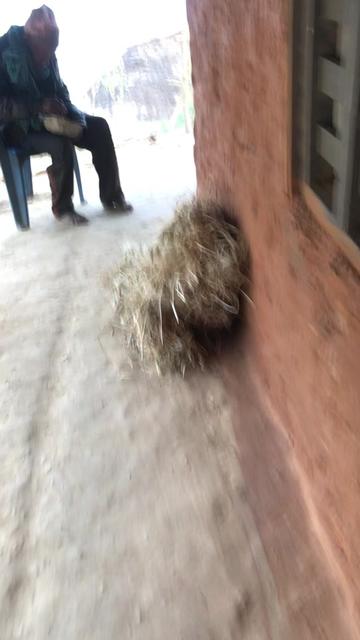 @लोकेश मगर🧿🌿