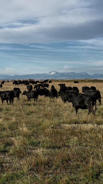 @1HANDNFARMING 🦾🌾🐂🚜