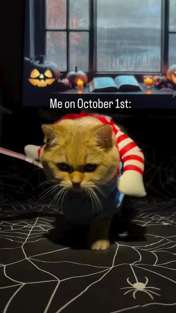 @Chonky World Of Cats