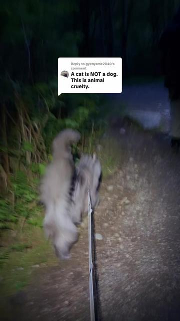 @Mugen the Maine Coon 🇨🇦