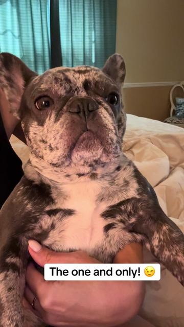 @Fly Lil Frenchie From OKC