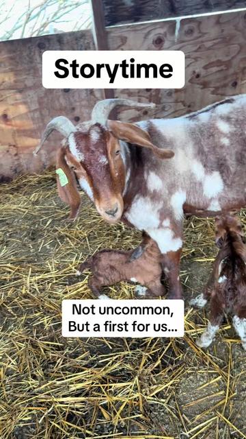 @Riverraisedboergoats