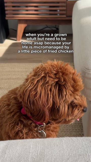 @Lilo The Cockapoo