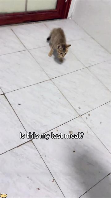 @Funny cat 520