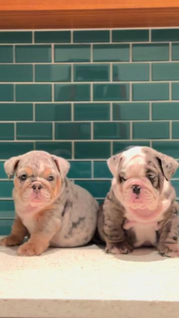 @1of1bulldogz